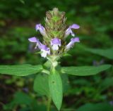 Prunella vulgaris. Верхушка цветущего растения. Украина, г. Запорожье, посадка возле оз. Кушугум. 09.06.2013.