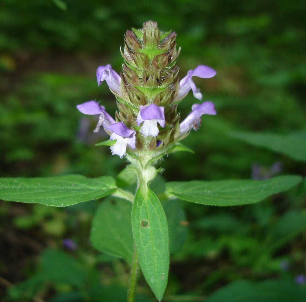 Изображение особи Prunella vulgaris.