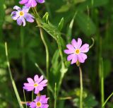 Primula nutans. Цветки. Республика Бурятия, Заиграевский р-н, разнотравный луг в долине р. Уды. 16.06.2013.