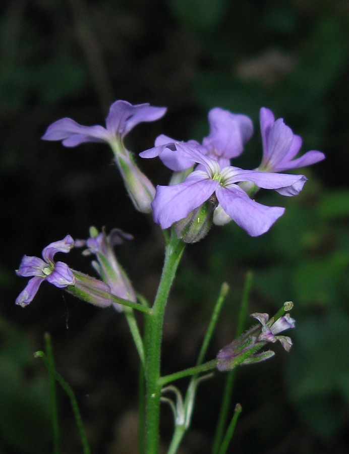 Изображение особи Hesperis matronalis.