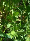 Ranunculus sardous