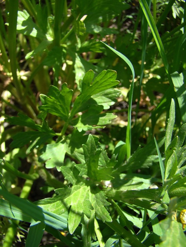 Image of Ranunculus sardous specimen.