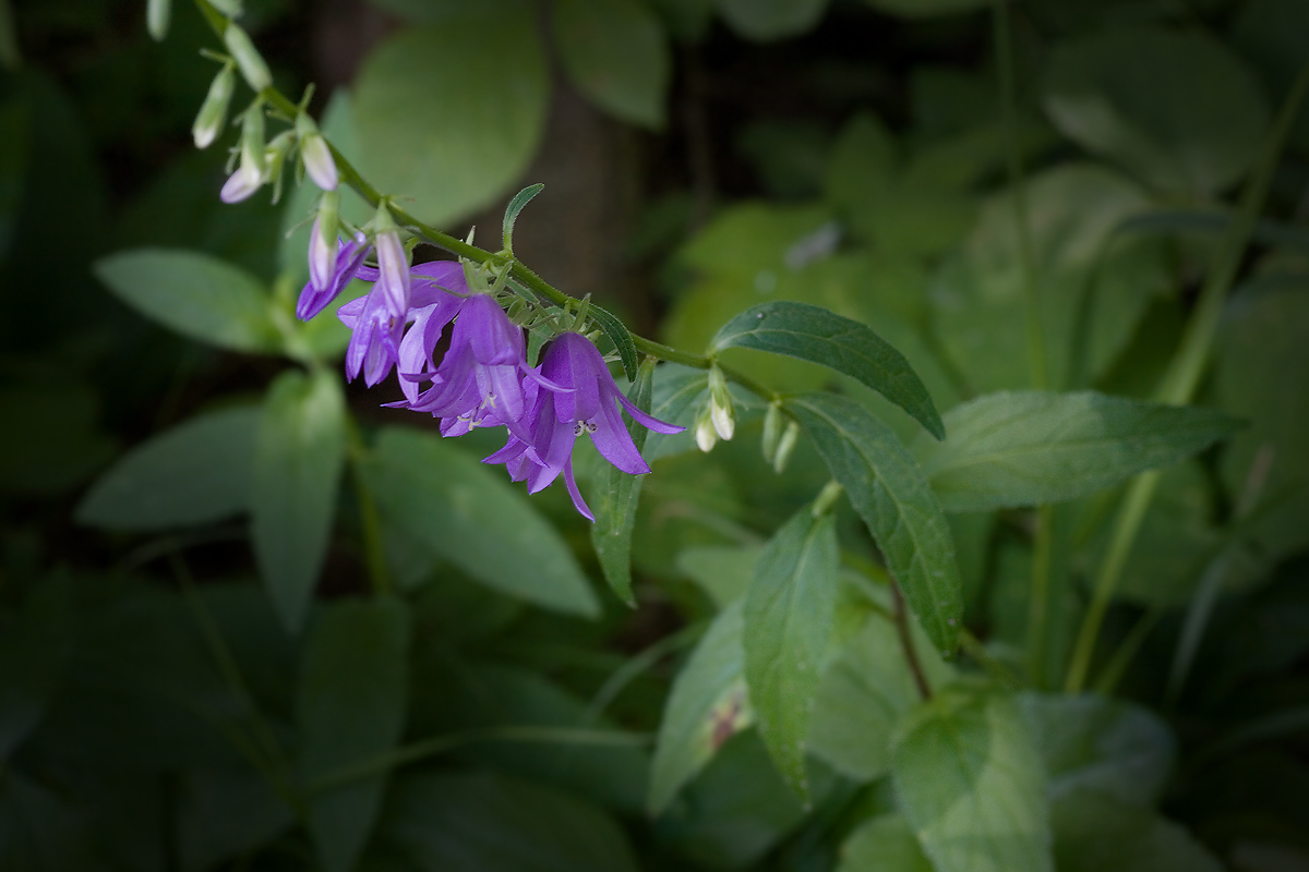 Image of Campanula rapunculoides specimen.