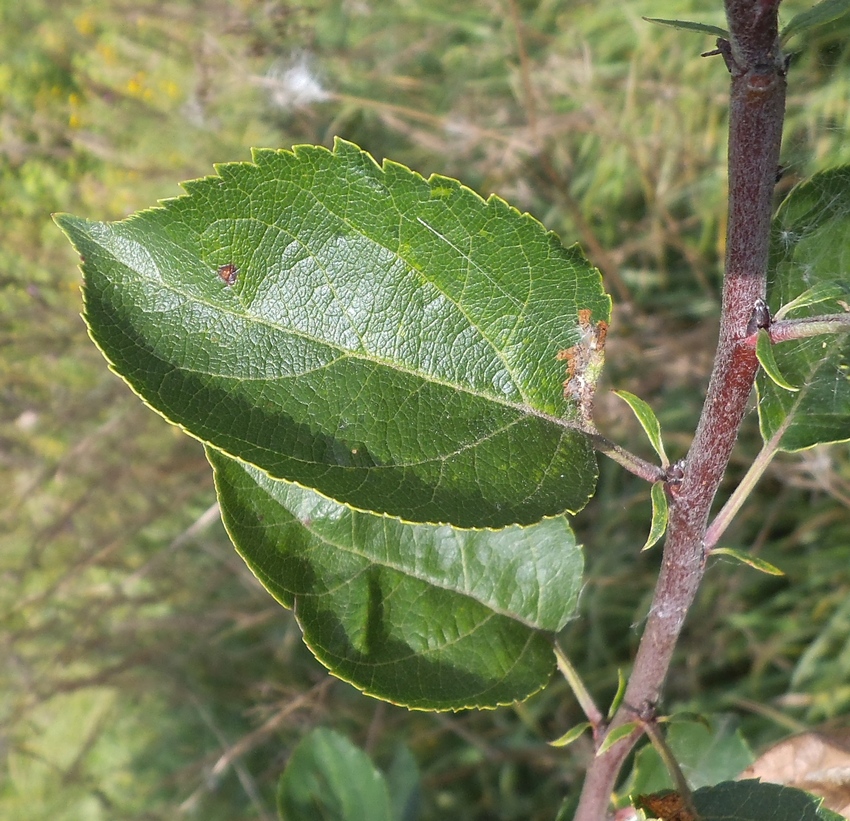 Изображение особи Malus domestica.