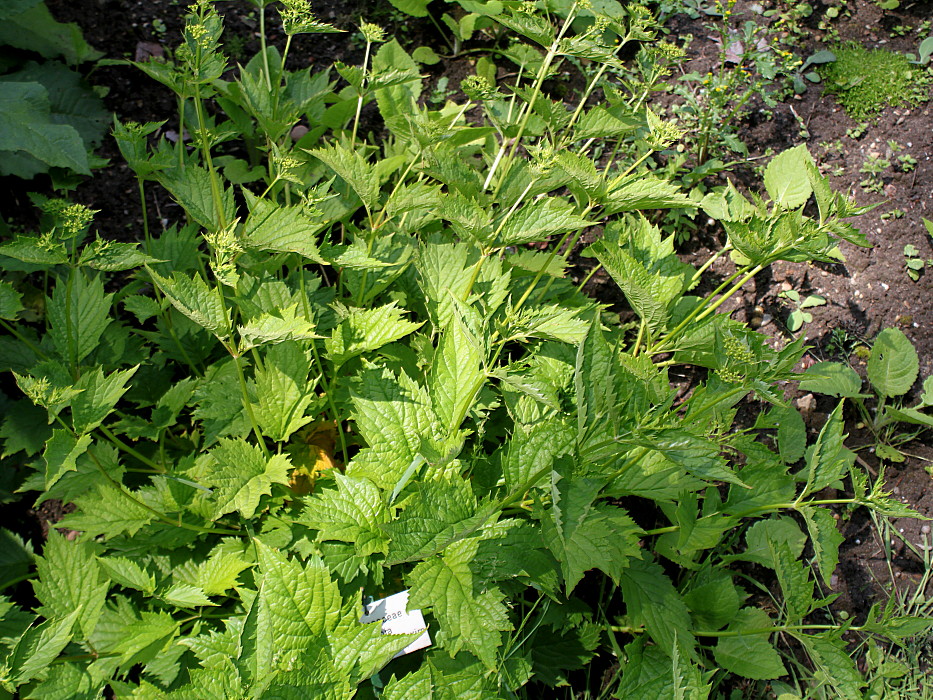 Image of Patrinia gibbosa specimen.