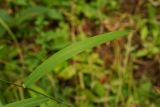 Muhlenbergia huegelii