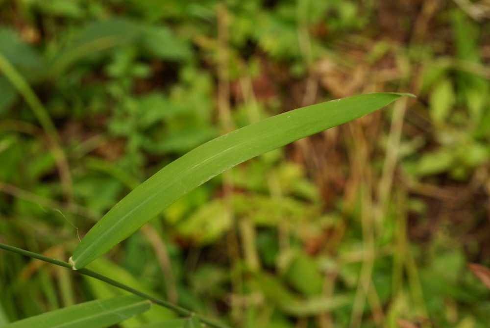 Изображение особи Muhlenbergia huegelii.