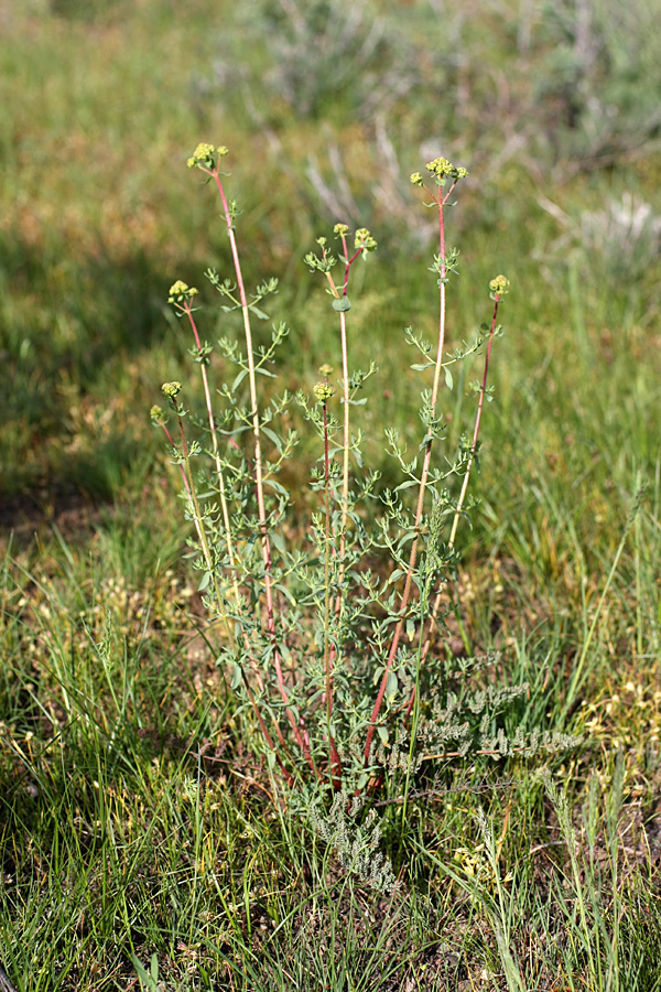 Image of Hypericum scabrum specimen.