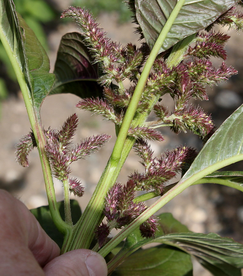 Image of Amaranthus tricolor specimen.