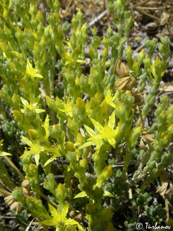 Image of Sedum acre specimen.