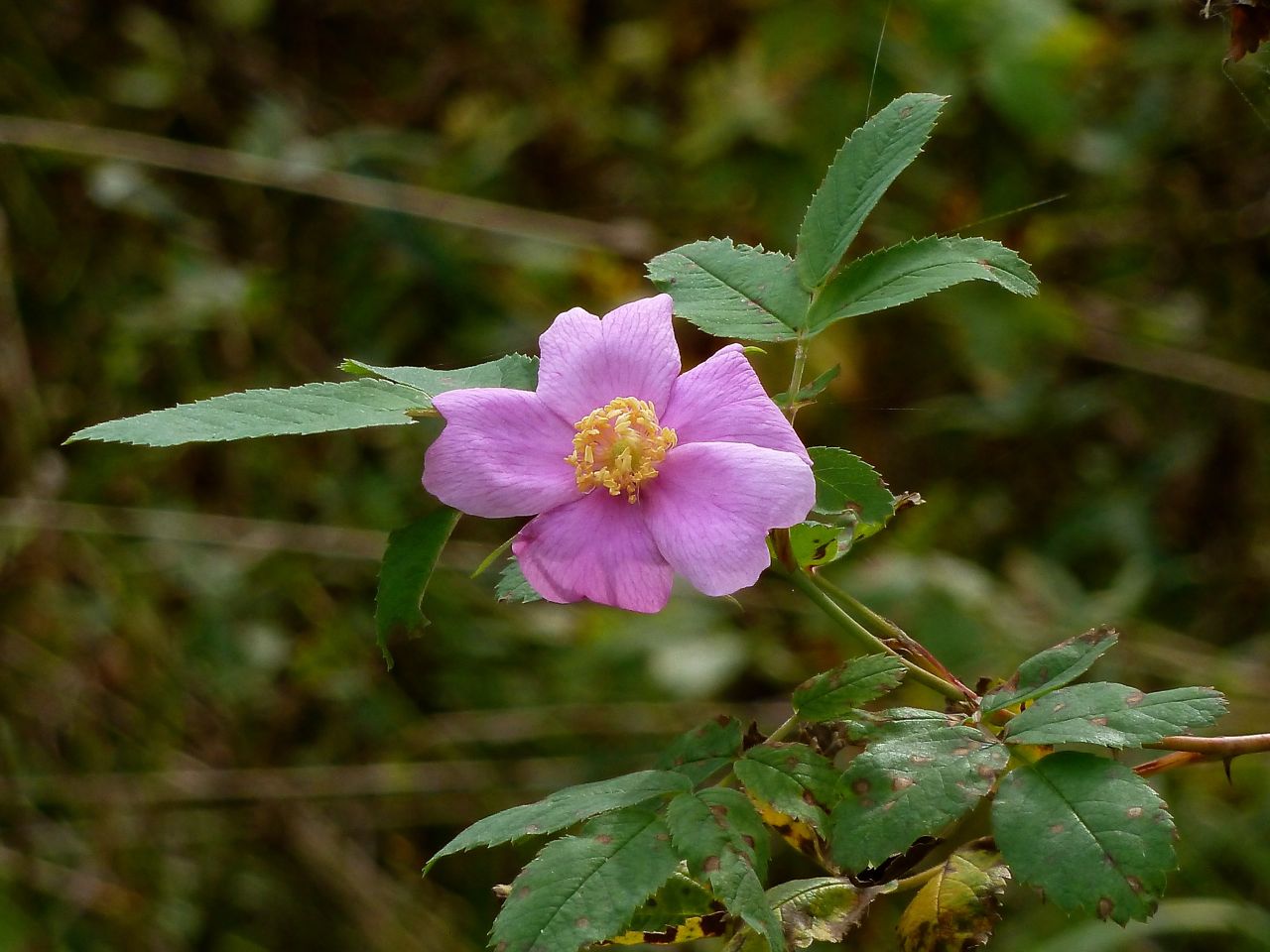 Изображение особи Rosa pratorum.