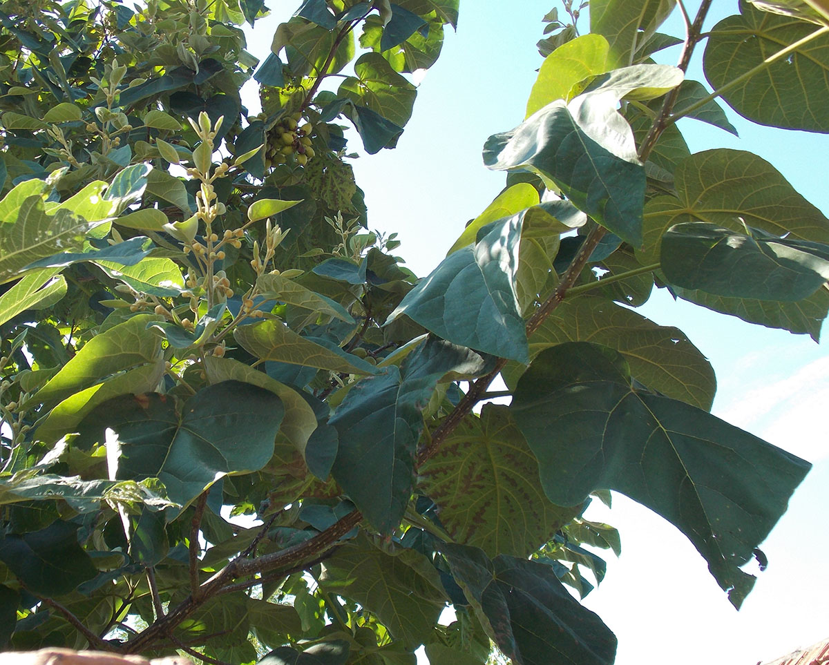 Image of Paulownia tomentosa specimen.