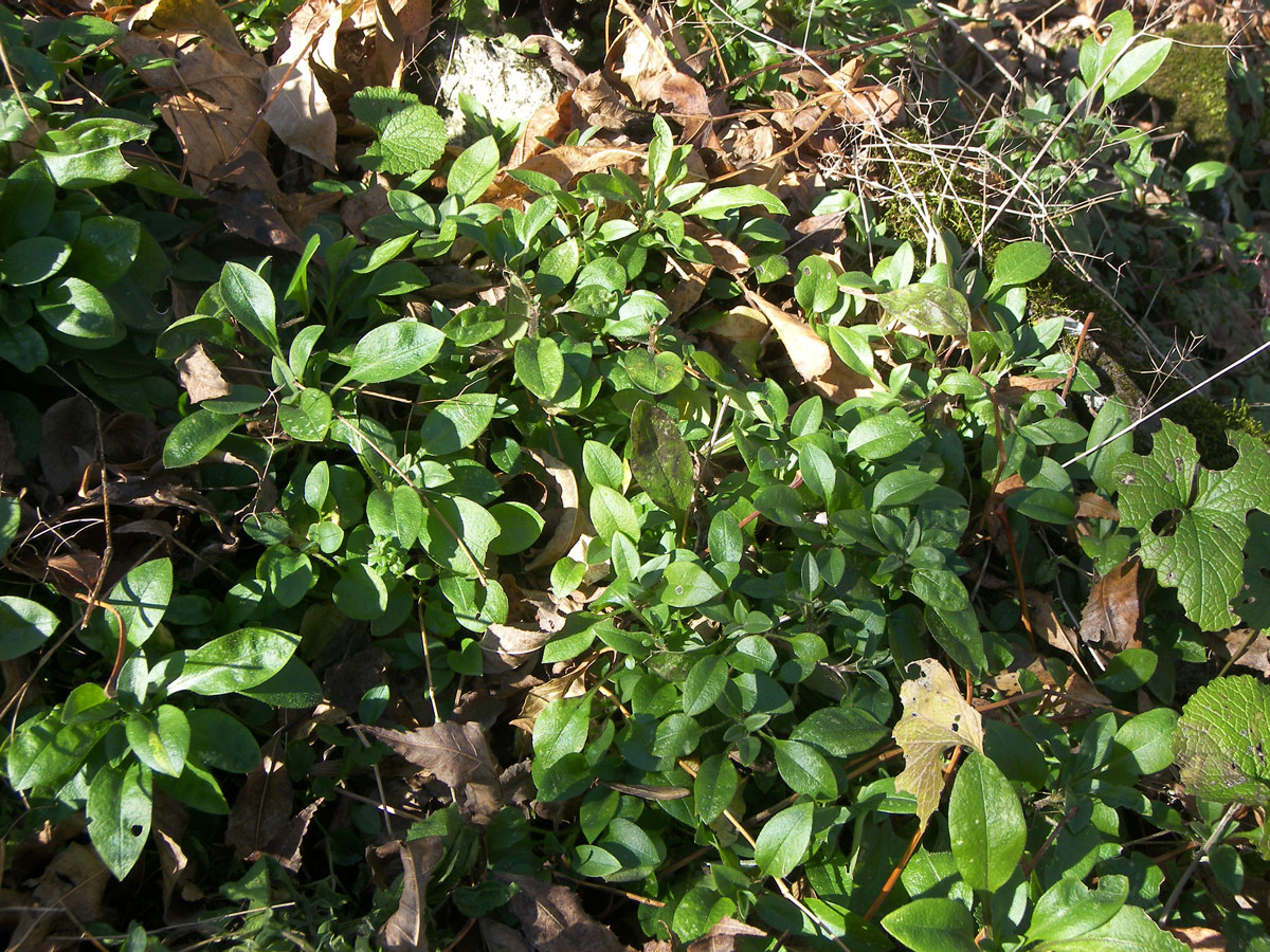 Изображение особи Cerastium holosteum var. meyerianum.