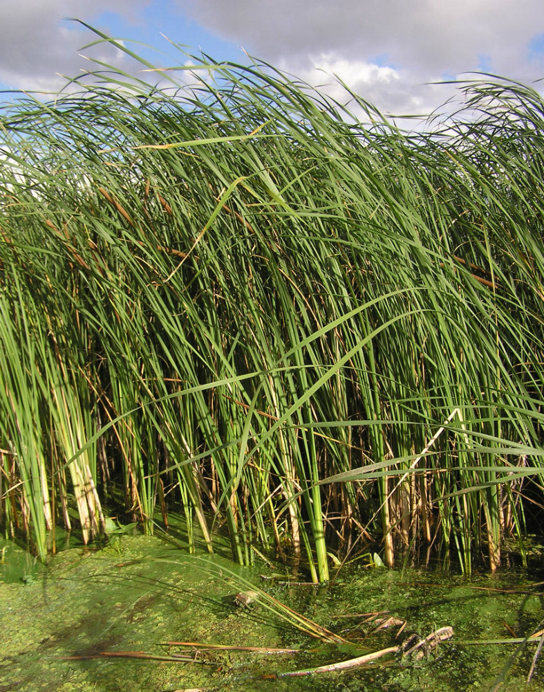 Изображение особи Typha angustifolia.