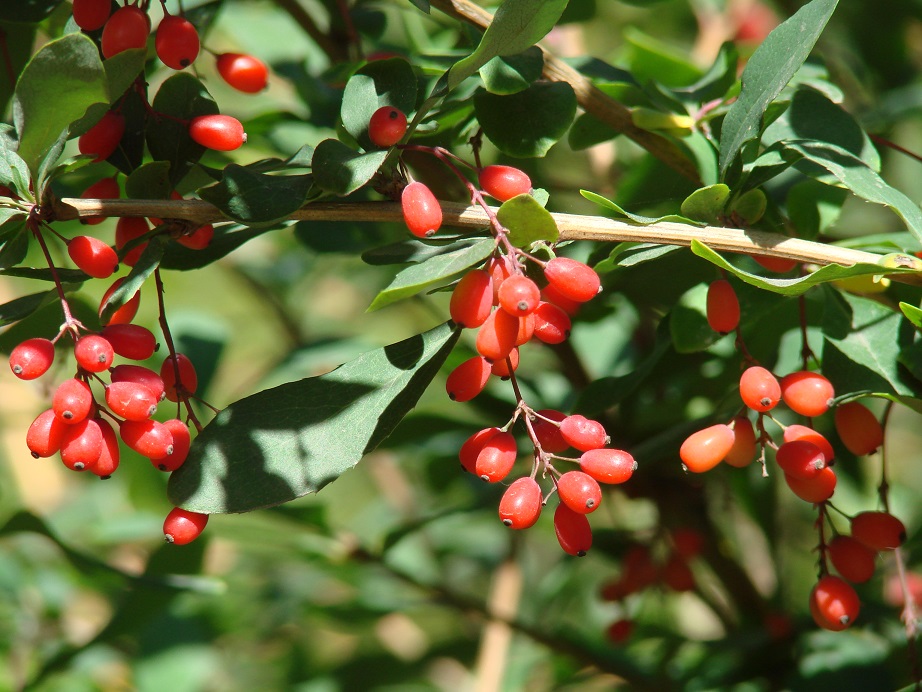 Изображение особи Berberis vulgaris.