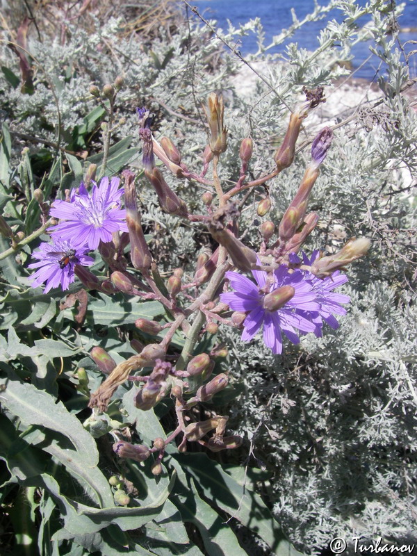 Image of Lactuca tatarica specimen.