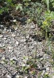 Cerastium semidecandrum