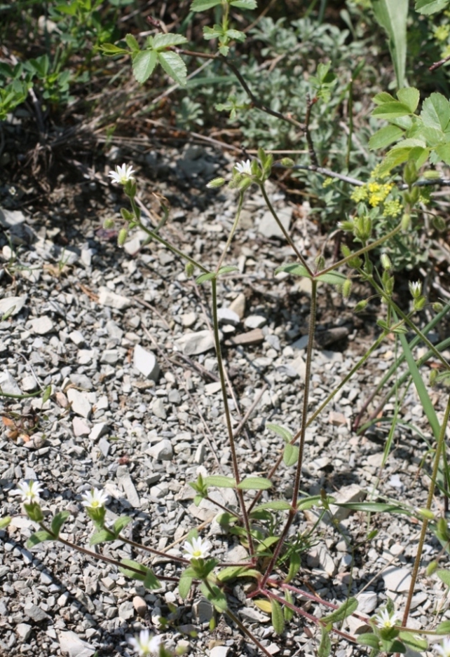 Image of Cerastium semidecandrum specimen.
