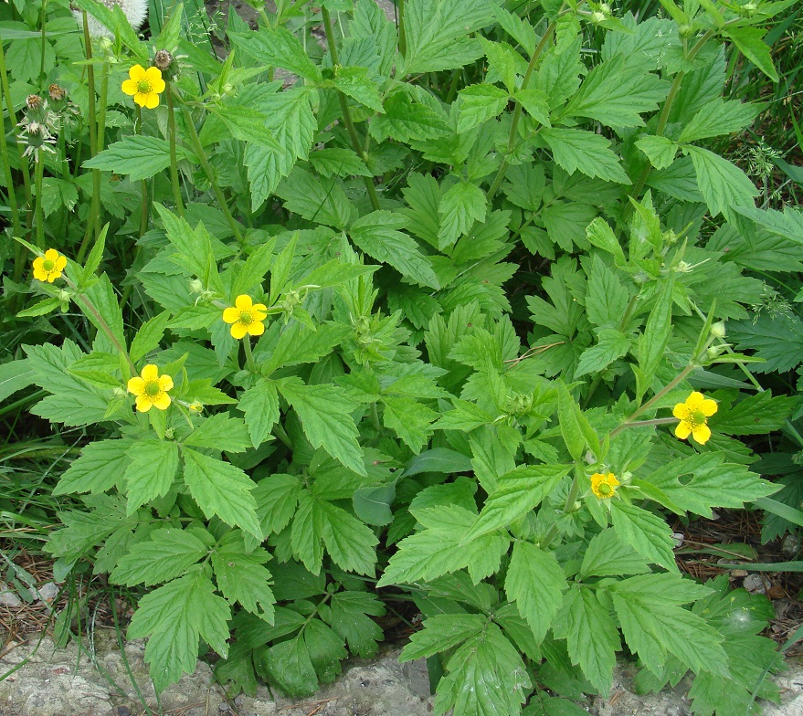 Изображение особи Geum aleppicum.