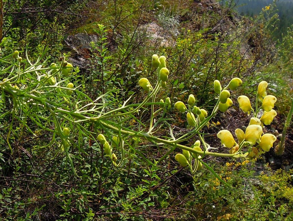 Image of Aconitum anthoroideum specimen.