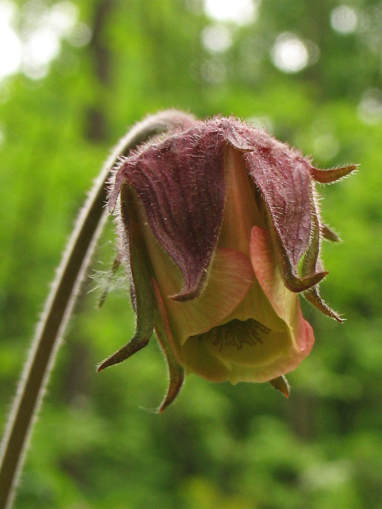 Image of Geum rivale specimen.