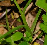 Fumaria capreolata