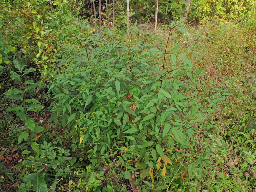 Изображение особи Bidens frondosa.