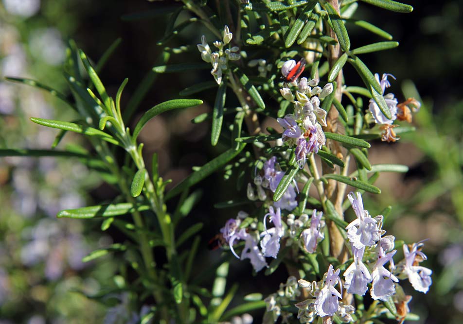 Изображение особи Rosmarinus officinalis.