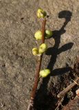 Lindera benzoin