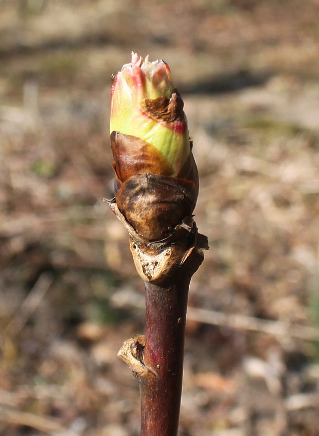 Изображение особи Paeonia delavayi.