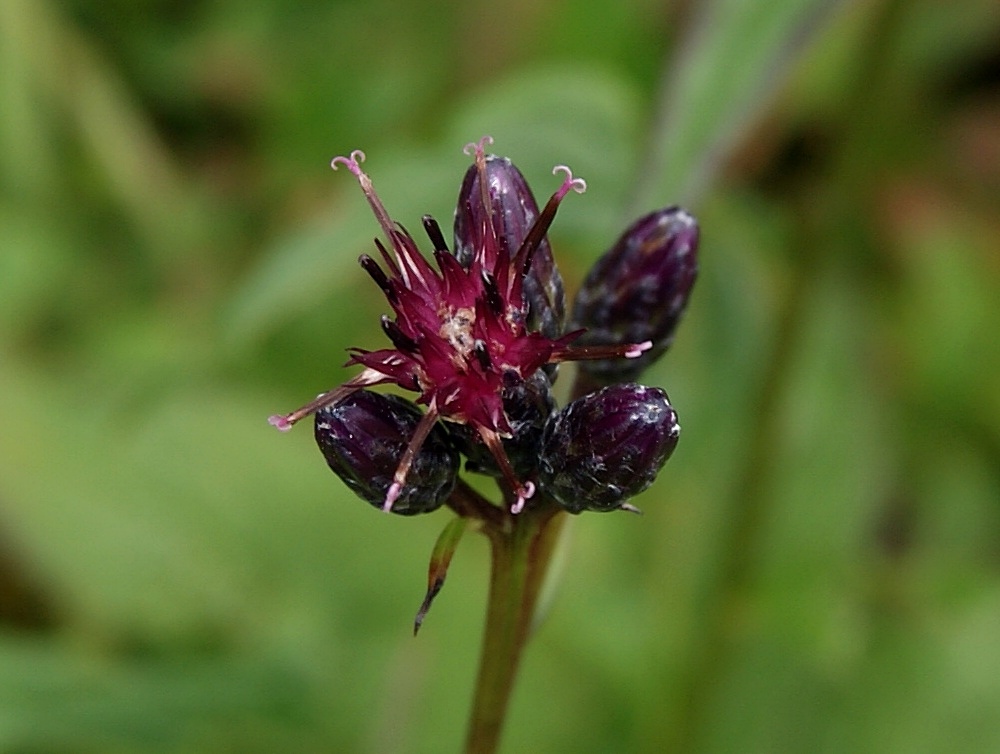 Изображение особи Saussurea triangulata.