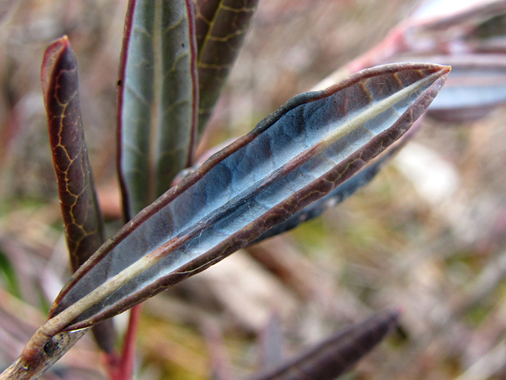 Image of Andromeda polifolia specimen.