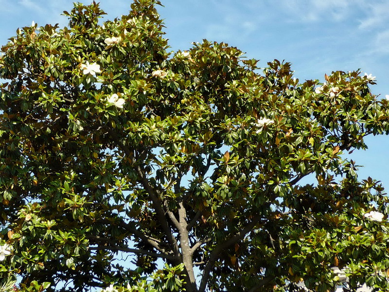 Image of Magnolia grandiflora specimen.