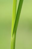 Bolboschoenus planiculmis