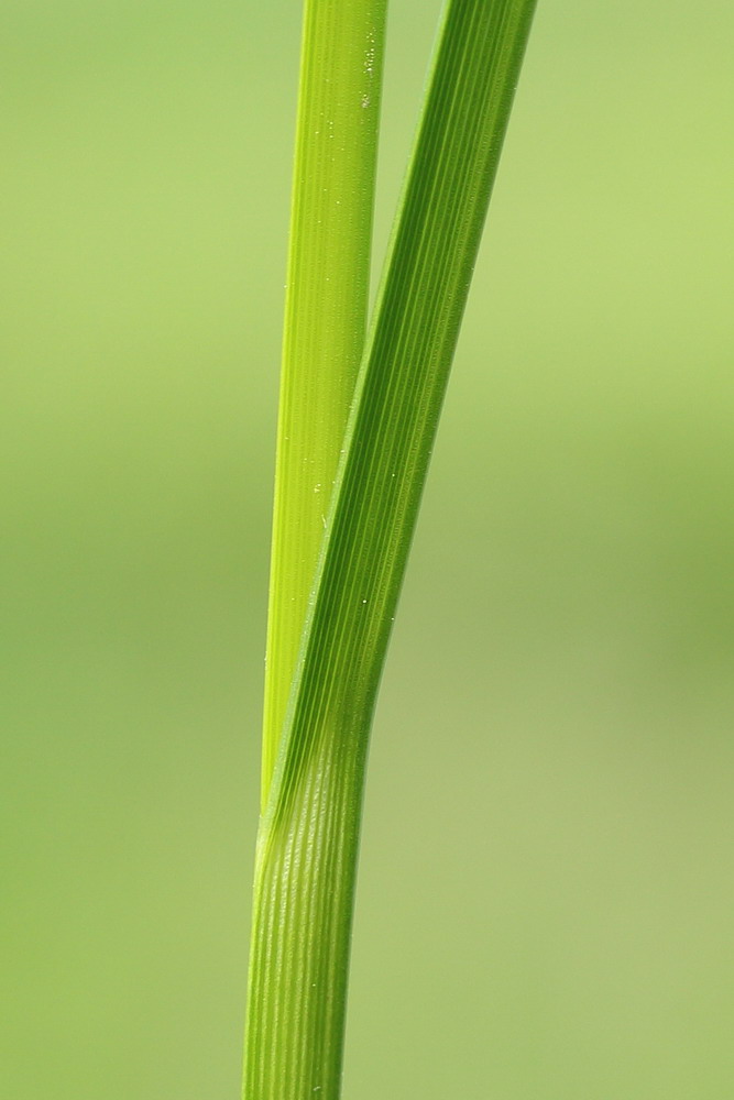 Изображение особи Bolboschoenus planiculmis.