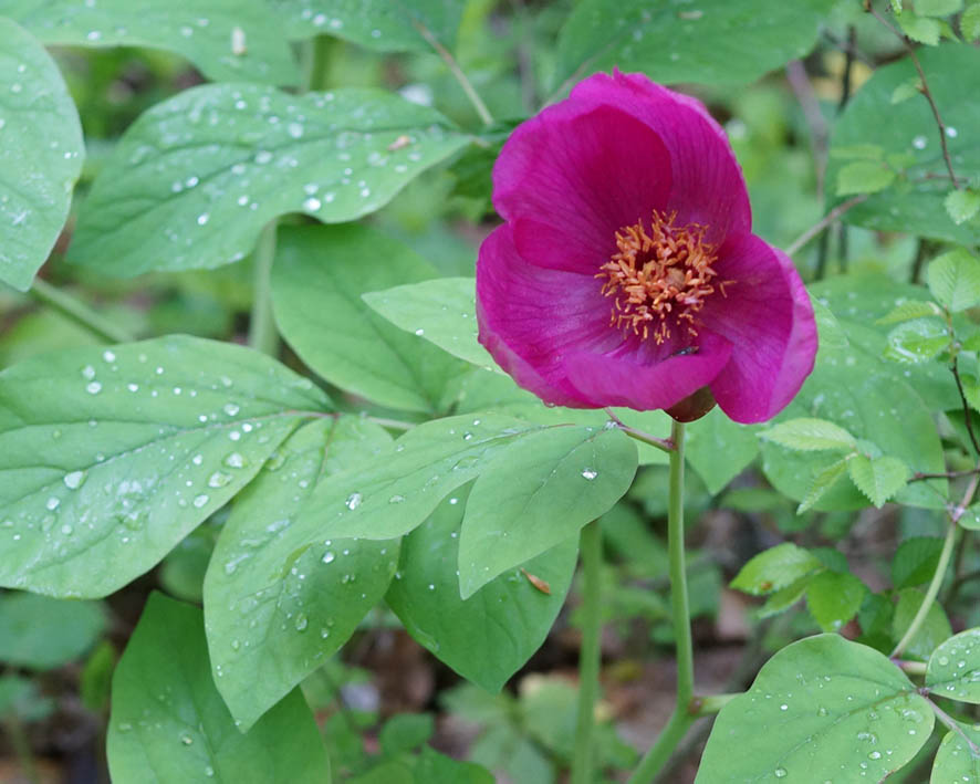 Image of Paeonia caucasica specimen.