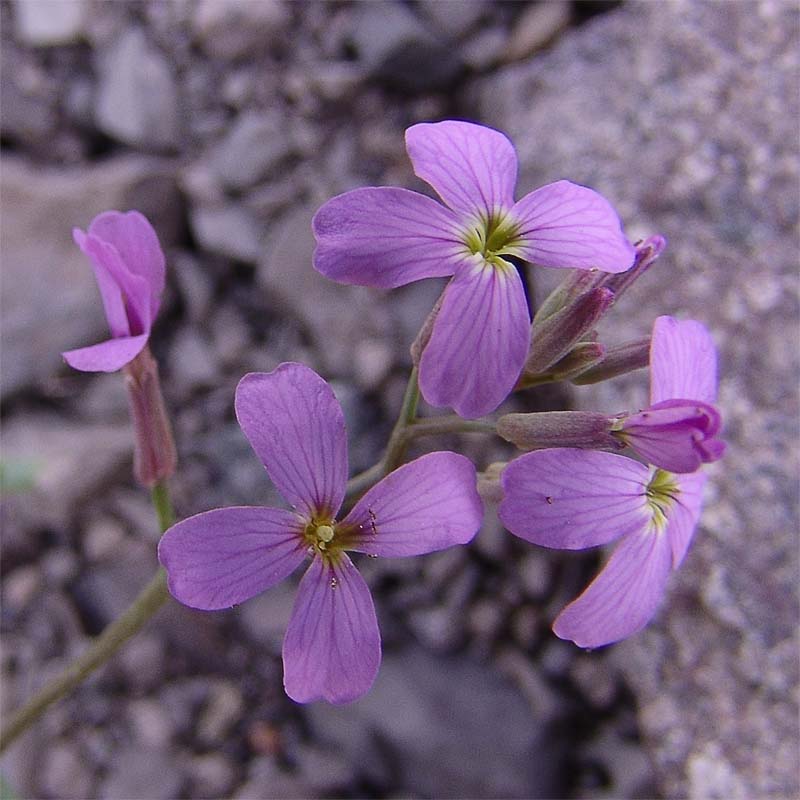 Image of Zuvanda meyeri specimen.