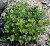 Pulsatilla taurica. Отцветшее растение. Германия, г. Дюссельдорф, Ботанический сад университета. 04.05.2014.