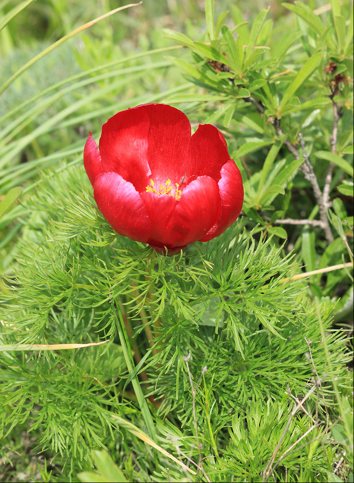 Image of Paeonia tenuifolia specimen.