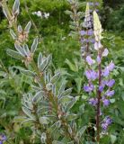 Lupinus polyphyllus. Соцветие и соплодие. Германия, г. Дюссельдорф, Ботанический сад университета. 02.06.2014.