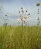 Allium paniculatum. Соцветие. Краснодарский край, пойма р. Ея между ст. Шкуринской и Канеловской. 14.07.2009.