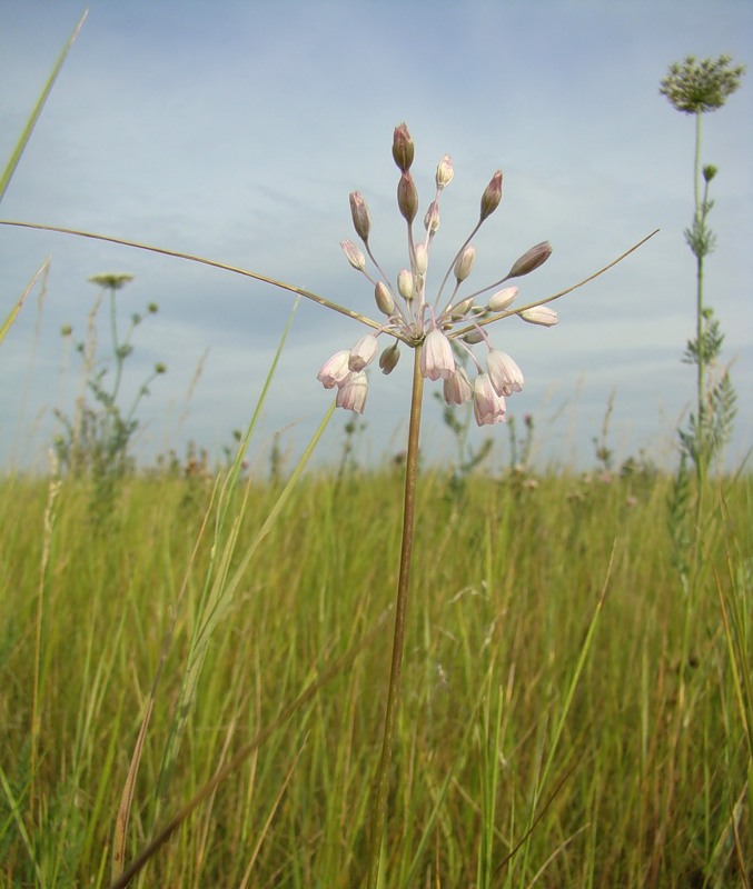 Изображение особи Allium paniculatum.