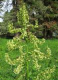 Veratrum lobelianum