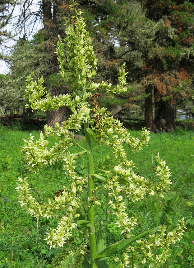 Image of Veratrum lobelianum specimen.