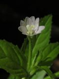 Epilobium montanum. Цветок. Крым, Симферопольский р-н, окр. с. Краснолесье, у ручья в буковом лесу. 16 июля 2014 г.