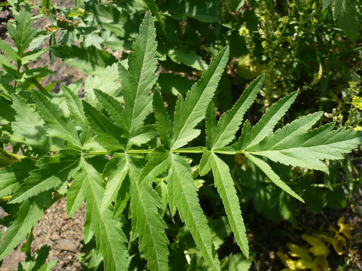 Image of Pastinaca sylvestris specimen.