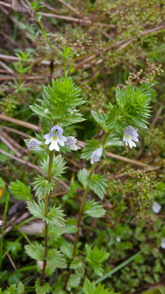 Image of Euphrasia brevipila specimen.