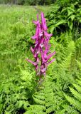 Corydalis macrantha