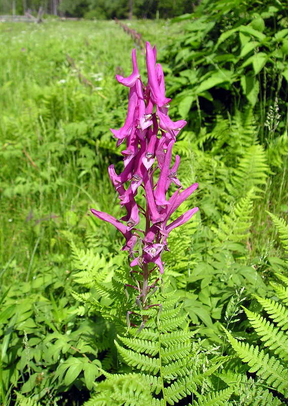 Image of Corydalis macrantha specimen.