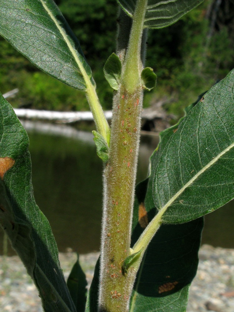Image of Salix gmelinii specimen.